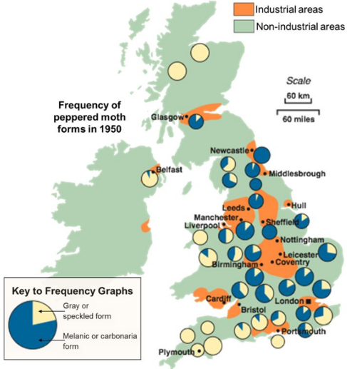 <p>Certain phenotypes are more favourable so phenotypic expression gradually shifts to one side (ex peppered moths)</p>