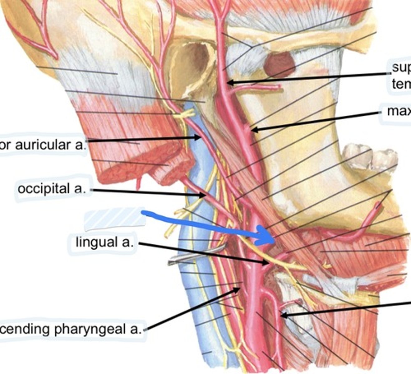 knowt flashcard image
