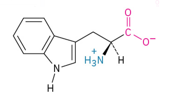 <p>is the largest acid, with a complex double ring that includes a nitrogen atom, and plays an important role in protein-protein interactions.</p><p>is an essential amino acid that your body primarily uses to produce <strong>serotonin </strong>(for mood) and <strong>Melatonin</strong> (for sleep). Its the biological reason why a big meal can make you feel ready for a nap.</p><p><u><mark data-color="#fff8de" style="background-color: rgb(255, 248, 222); color: inherit;">Aromatic</mark></u></p>