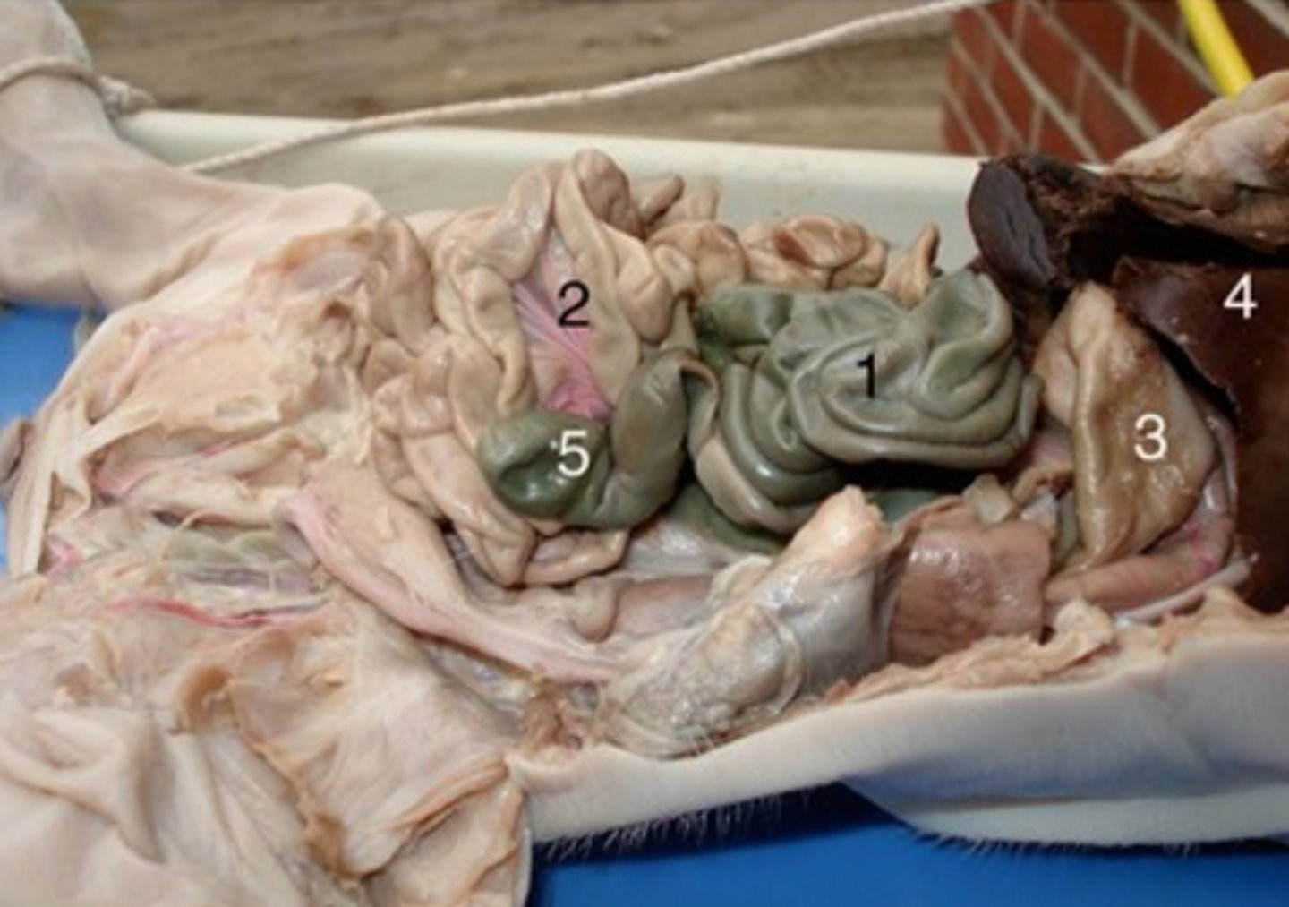 <p>#5</p><p>Pouch connected to the junction of the small and large intestines. The internal wall is composed of a thick mucous membrane, through which water and salts are absorbed</p>