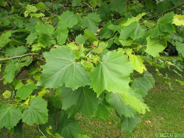 <p><span>platan javorolistý</span></p>