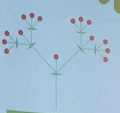 <p>jaki to kwiatostan</p>