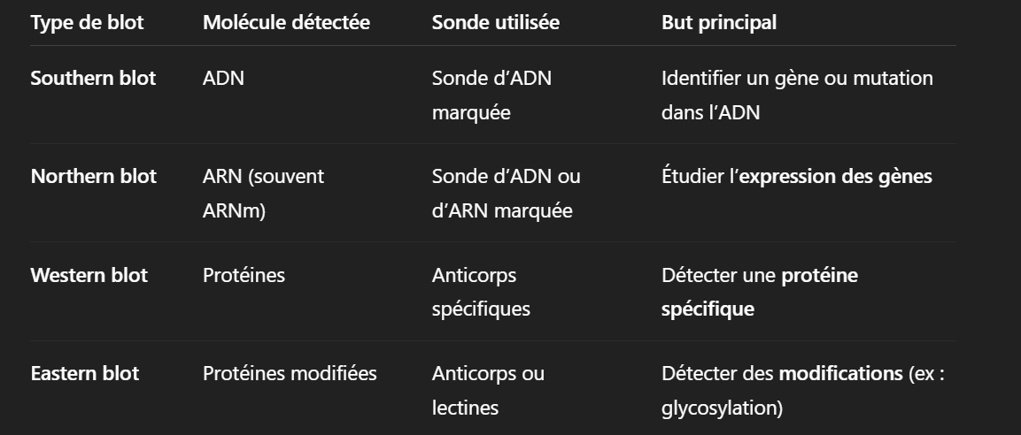 <p>Rq Le <strong>Eastern blot</strong> est une technique dérivée du <strong>Western blot</strong>, utilisée pour détecter <strong>des modifications post-traductionnelles</strong> des <strong>protéines</strong>, comme :</p><ul><li><p class=""><span data-name="check_mark_button" data-type="emoji">✅</span> l'<strong>acétylation</strong>, etc</p></li></ul><p><strong>Principe général d’un blot</strong> </p><ol><li><p class=""><strong>Extraction</strong> de la molécule (ADN, ARN ou protéine)</p></li><li><p class=""><strong>Séparation</strong> par électrophorèse</p></li><li><p class=""><strong>Transfert</strong> sur membrane (nitrocellulose ou PVDF)</p></li><li><p class=""><strong>Hybridation</strong> ou incubation avec une <strong>sonde spécifique</strong> (radioactive, fluorescente ou enzymatique)</p></li><li><p class=""><strong>Détection</strong> du signal (par autoradiographie, chimiluminescence, fluorescence...)</p></li></ol><p></p>
