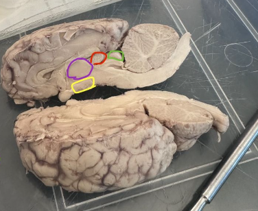 <p>What is the purple circle indicating on the sheep's brain?</p>