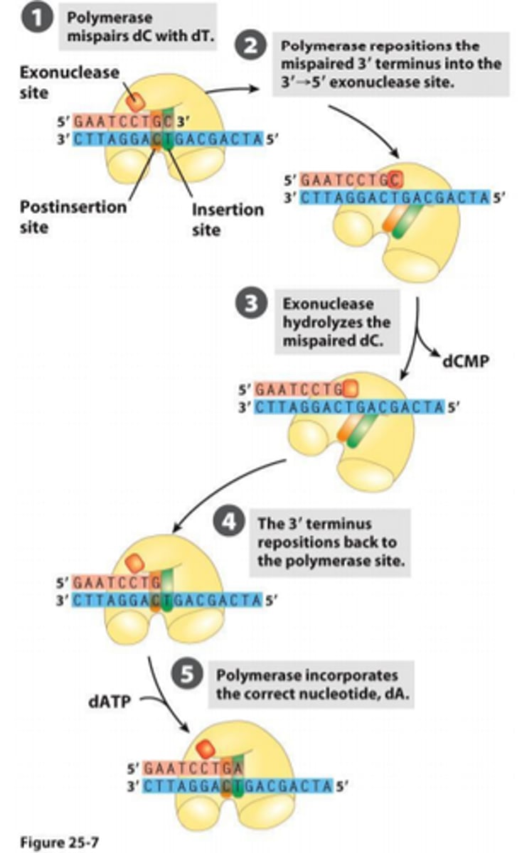 <p>DNA polymerase has 3' to 5' exonuclease activity</p>