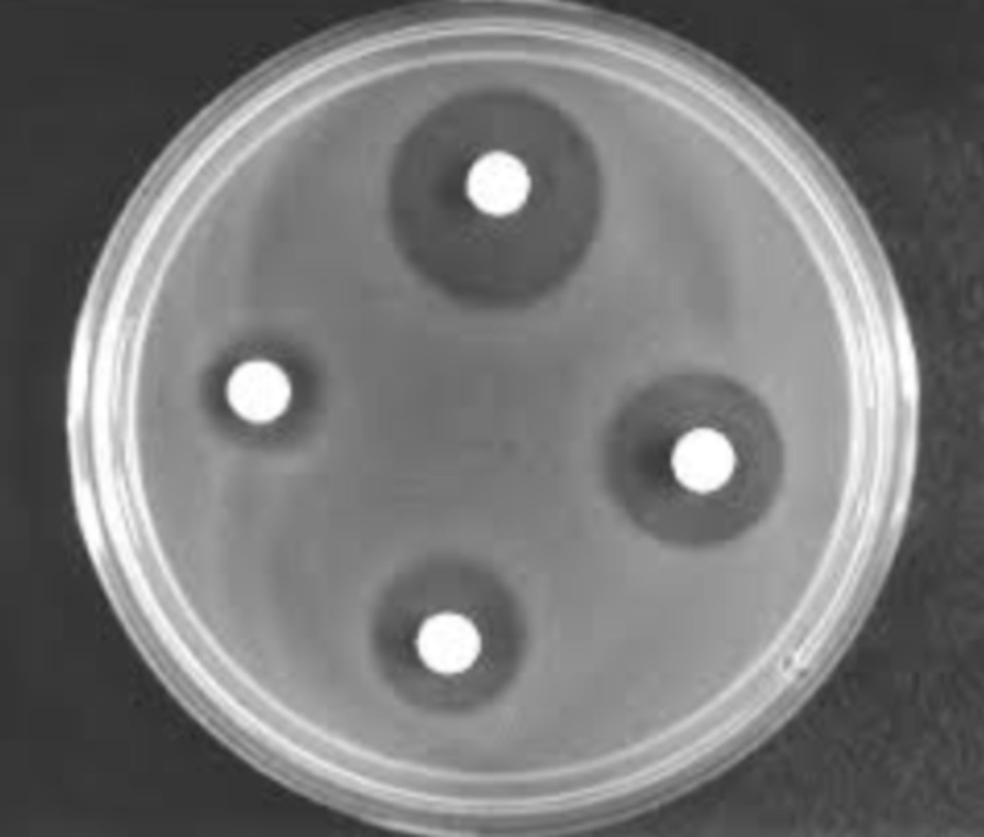 <p>Method of evaluating the antimicrobial properties of a chemical agent using filter paper disks placed on an inoculated agar plate</p>