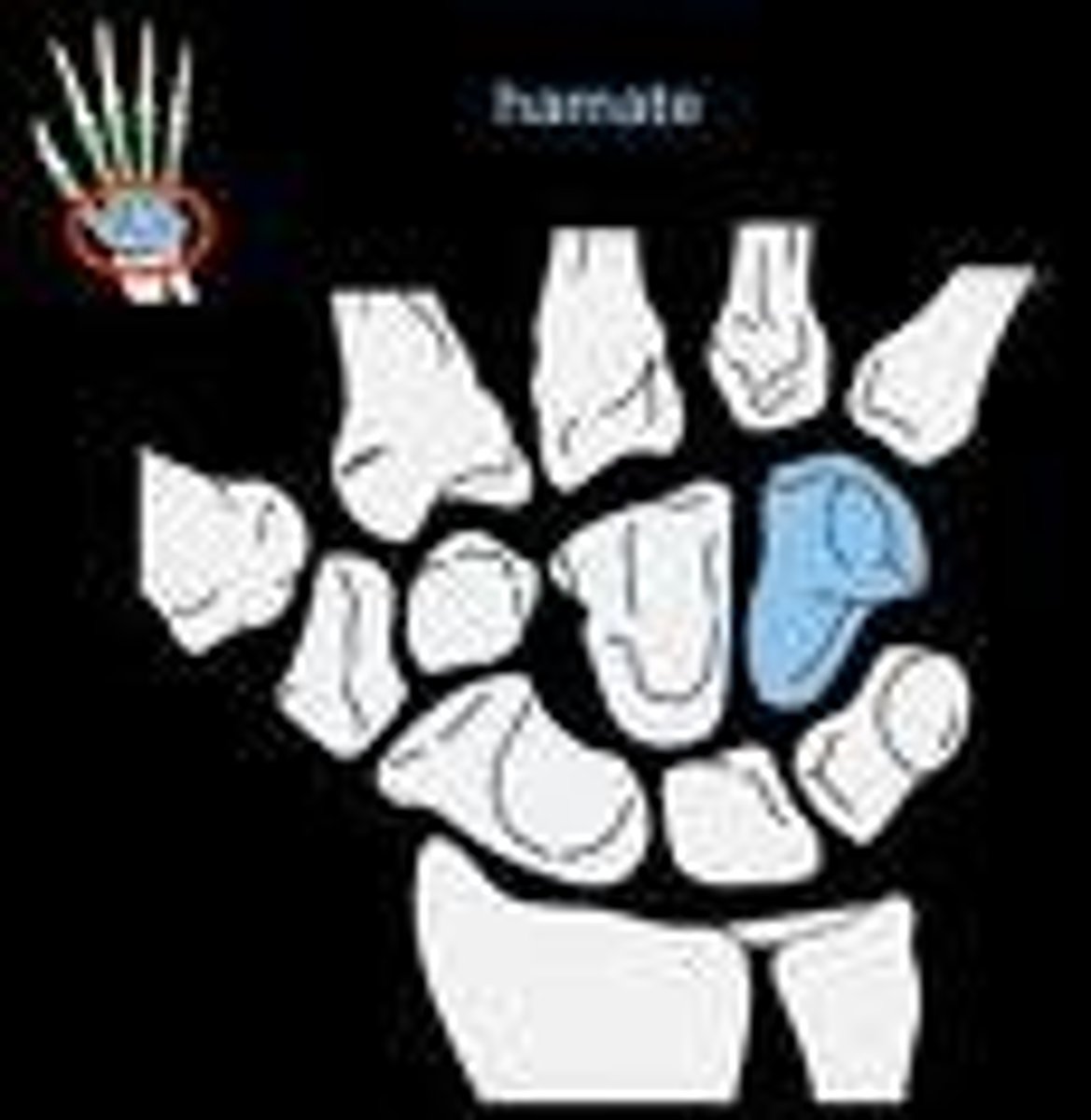 <p>the foam finger-shaped carpal bone</p>