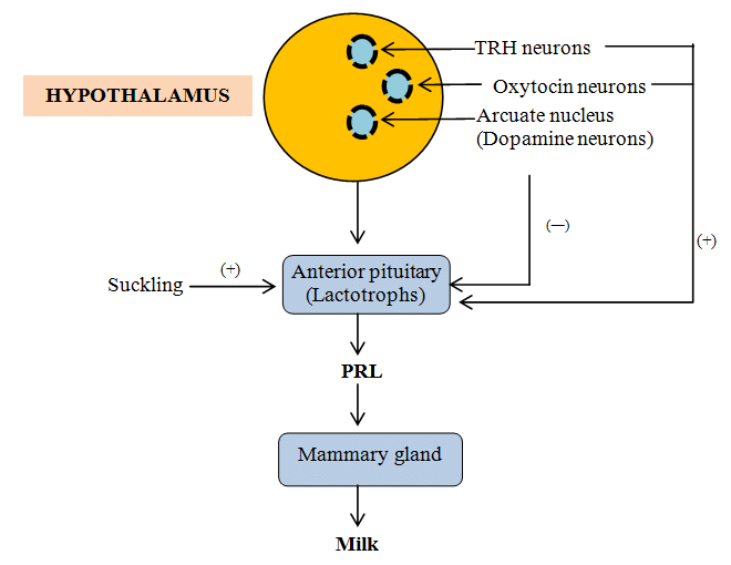 <p>These are cells within the pituitary gland that produce prolactin (PRL), supporting lactation, reproduction, and metabolism</p>