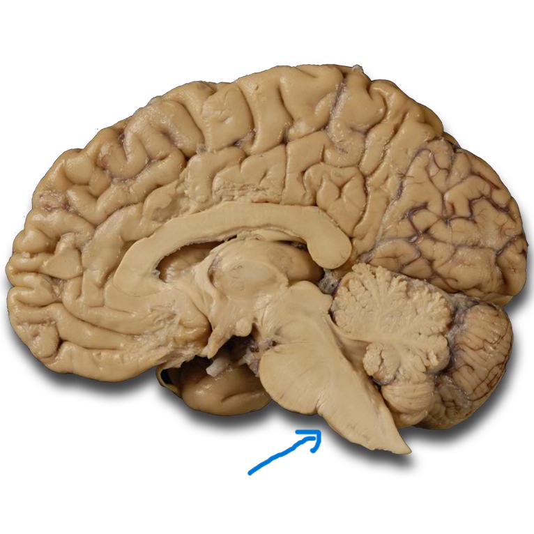 <p>Part of the brainstem that regulates vital functions such as heart rate, breathing, and blood pressure. </p>