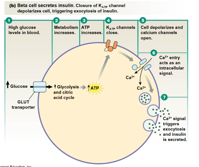<p>Insulin Secretion </p>