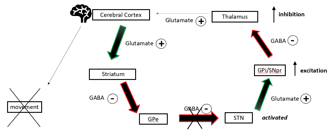 <p>cerebral cortex excites striatum which inhibits GPe which stops it ihibiting subthalamic nucleus which excites GPi/ SNpr which inhibits the thalamus which excites the cerebral cortex less </p>