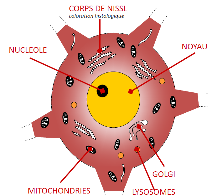 <ul><li><p>noyau volumineux et clair</p></li><li><p>nucleole bien visible</p></li><li><p>beaucoup de REr = corps de Nissl</p></li><li><p>Golgi developpe</p></li><li><p>Beaucoup de mitochondries</p></li><li><p>Beaucoup de lysosomes</p></li></ul><p></p>