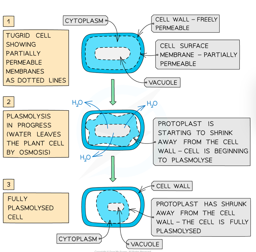 <ul><li><p>More concentrated solution (hypertonic)</p></li><li><p><strong>Lower water potential </strong>outside the cell</p></li><li><p>Water will move <strong>out</strong> of the cell’s vacuole by osmosis down the water potential gradient, decreasing the <strong>pressure</strong></p></li><li><p>The <strong>protoplast</strong> (cell contents) shrinks away from the cell wall through <strong>plasmolysis</strong></p></li></ul>