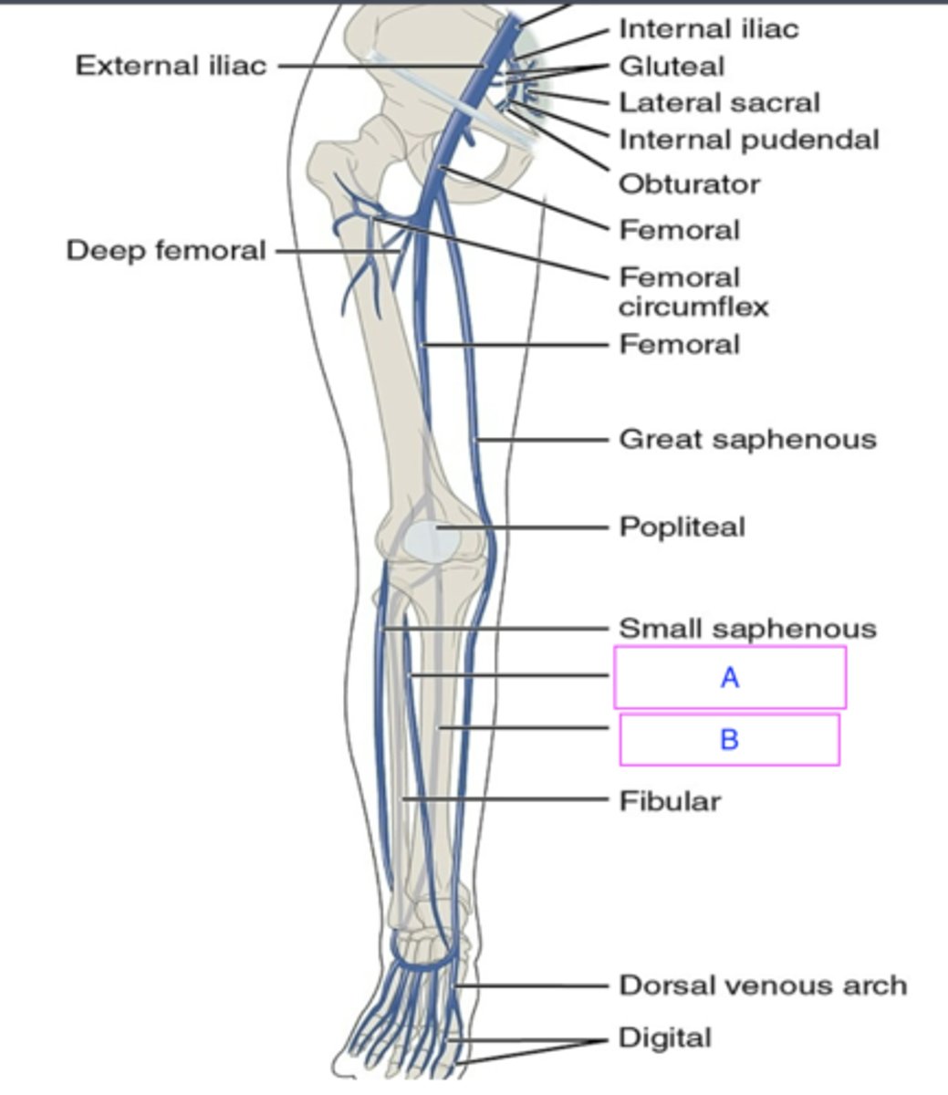 <p>Anterior Tibial Vein</p>