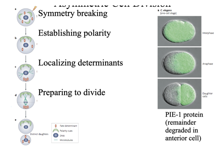 <p>cell development; regulatory factors are localized to one side before cell division</p>