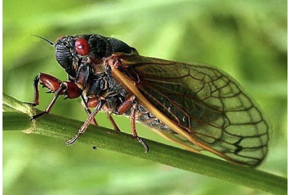 <ul><li><p>song</p></li><li><p>long life cycle&nbsp;</p></li></ul><p></p>