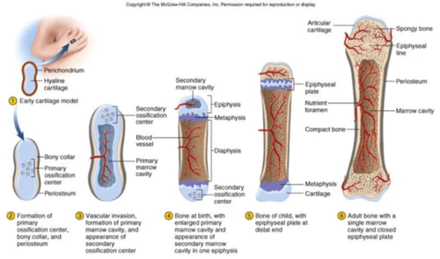 <p>Most bones in the skeleton develop by this type of ossification (meaning, ''within cartilage'')</p><p>This ossification forms most other bones including the pelvic bones, vertebrae, and bones of the arms and legs.</p><p>Cartilage that is formed during fetal development is replaced by bone.</p><p>This process of bone formation involves the 3 steps listed below</p><p>1. Bony collar formation</p><p>2. Primary ossification center formation</p><p>3. Secondary ossification centers formation</p>