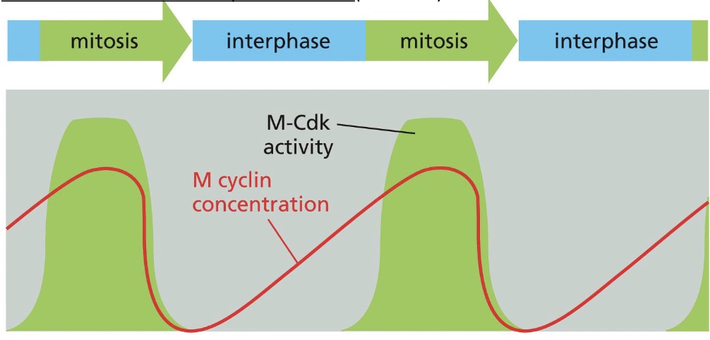 <p>Increasing concentration of the relevant cyclin (called M cyclin) helps direct the formation of the active cyclin–Cdk complex (M-Cdk) that drives entry into M phase. Although the enzymatic activity of each type of cyclin–Cdk complex rises and falls during the course of the cell cycle, the concentration of the Cdk component does not</p>