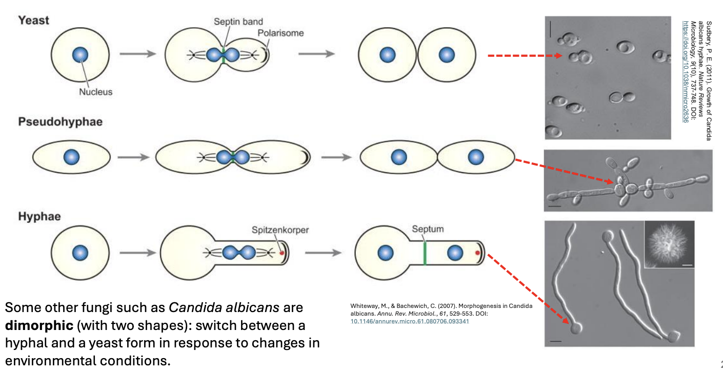 <p><em>Candida albicans</em></p>