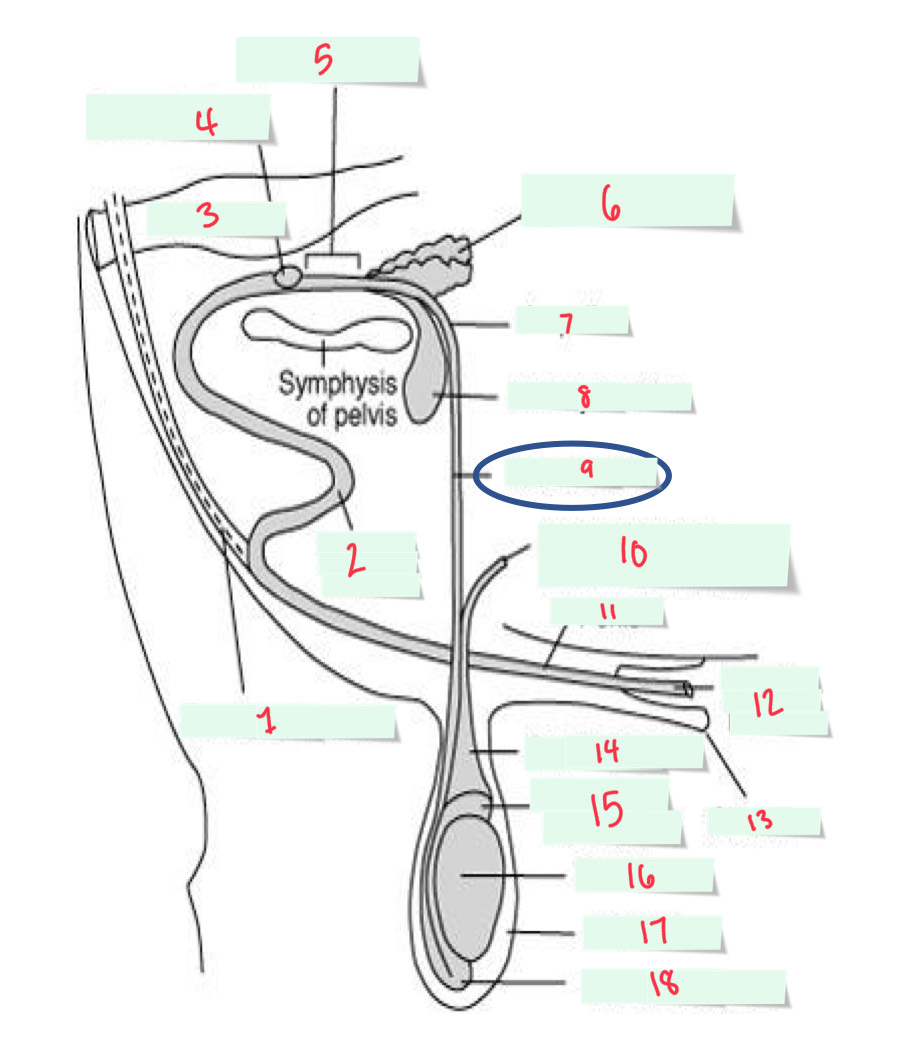 <p>10 name, function</p>