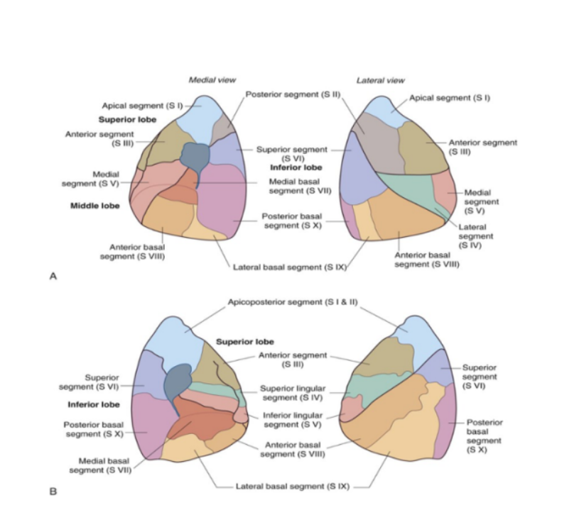 <p>Pyramidally shaped &amp; are the largest subdivisions of a lobe with several important properties — </p><ul><li><p>Apices face the lung root with their bases facing the pleural surface</p></li><li><p>Separated from adjacent segments by connective tissue septa</p></li><li><p>Supplied independently by a segmental bronchus &amp; a tertiary branch of the pulmonary artery</p></li><li><p>Named according to segmental bronchi supplying them</p></li><li><p>Drained by intersegmental parts of the pulmonary veins lying in connective tissue between &amp; drain adjacent segments</p></li><li><p>Can usually find 18-20 segments — </p><ul><li><p>10 in right lung, 8-10 in left — dependent on combining of segments</p></li></ul></li><li><p>Surgically resectable</p></li></ul>