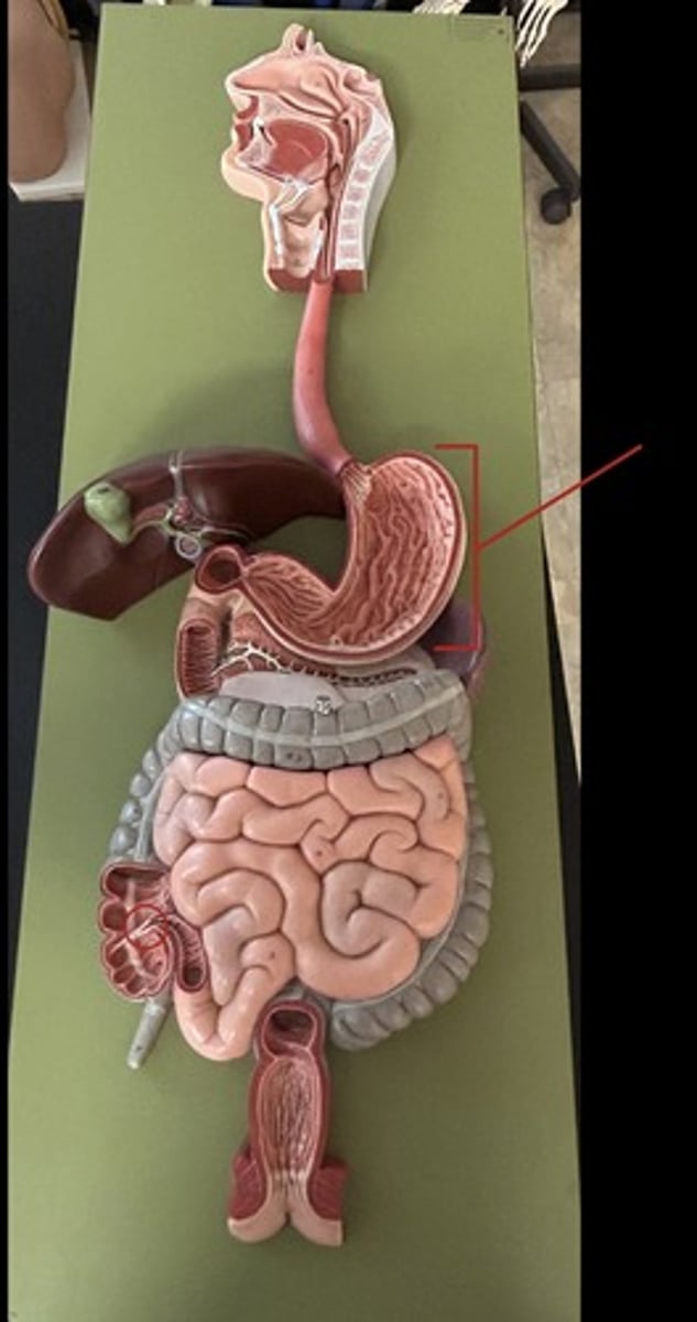 knowt flashcard image