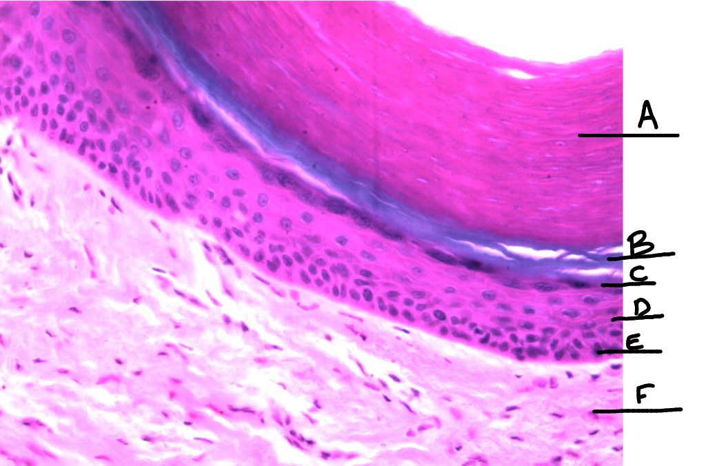 <p>What is this a picture of? Identify the highlighted structures and describe them.</p>