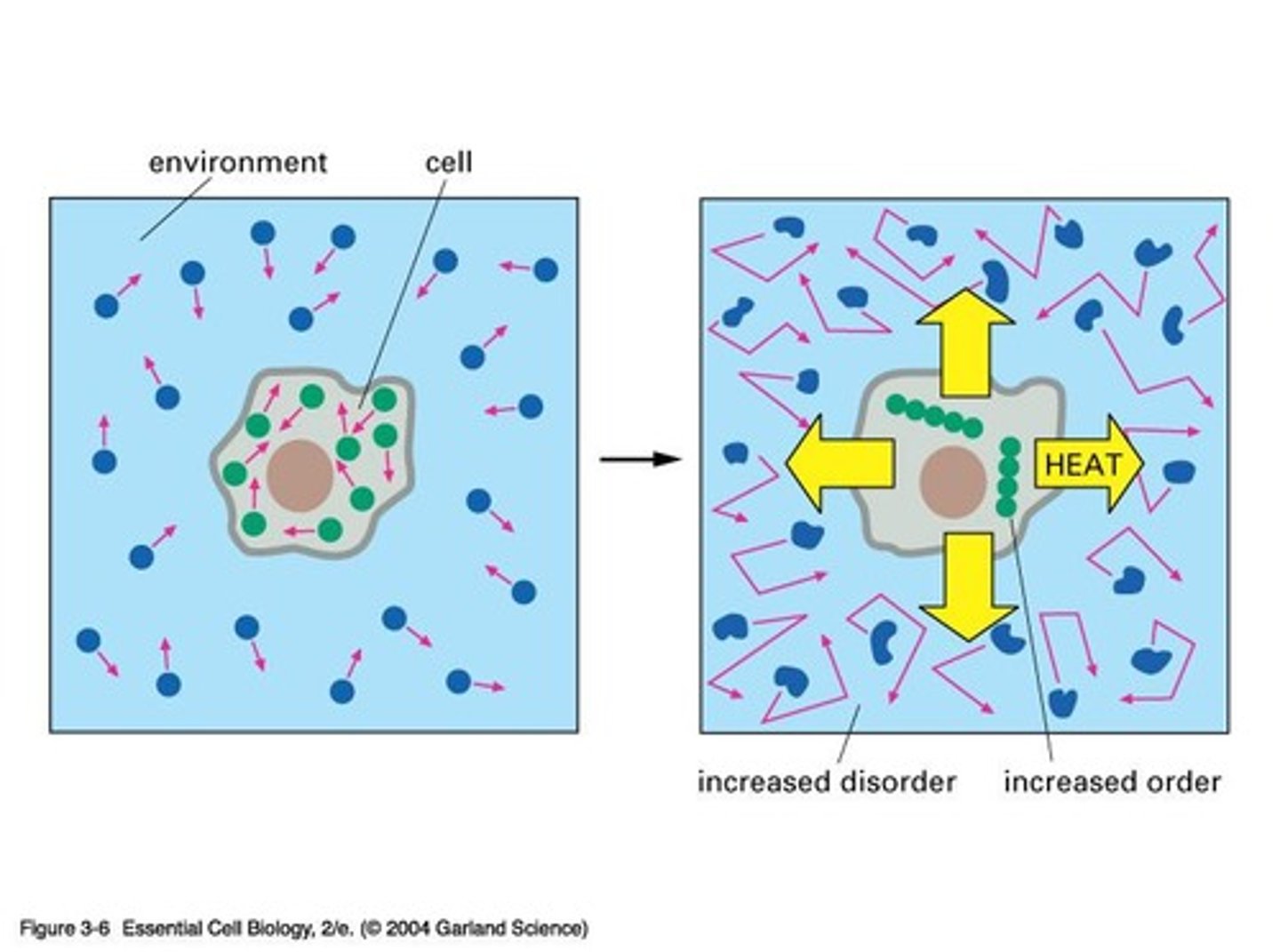 <p>Entropy refers to the measure of disorder in a system, which tends to increase over time.</p>