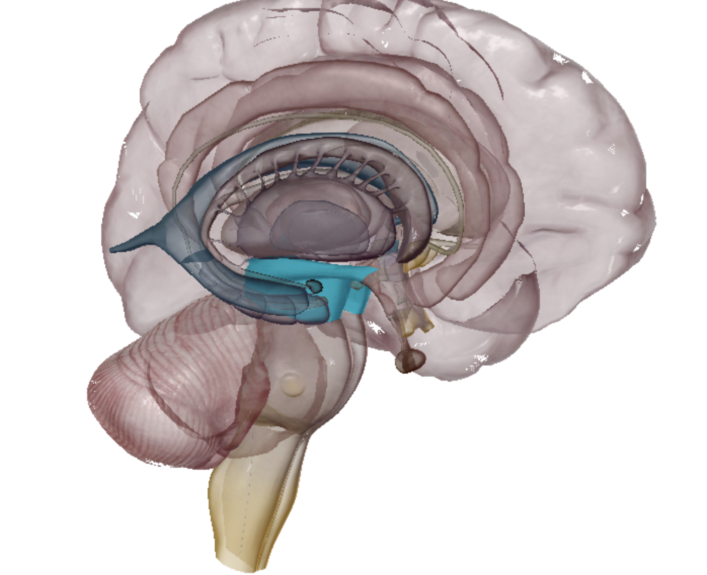 <p>what is highlighted </p>