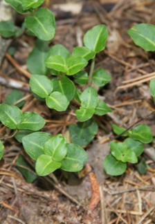 <p>Partridgeberry</p>