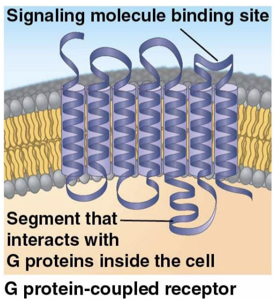 <ul><li><p>include 7 transmembrane domains</p></li><li><p>rely on G proteins</p></li><li><p>when ligands bind to GPCR, it activates G protein</p></li><li><p>activated G protein leads to cellular response (ex: taste signal transduction) </p></li></ul><p></p>