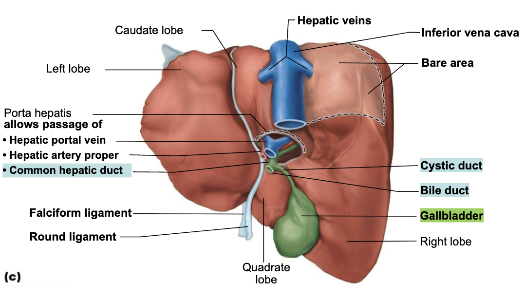 <ol><li><p>Production of bile&nbsp;</p></li></ol><p></p>