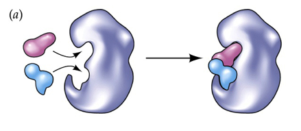 <p>When Enzyme bring together specific atoms into a correct position that are otherwise rotating and tumbling so that bonds can form</p>