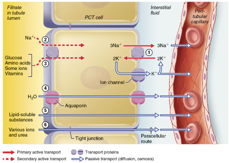 <ol><li><p>At <span style="color: purple;"><strong><mark data-color="purple" style="background-color: purple; color: inherit;"><span>basolateral membrane</span></mark></strong></span>, Na+ is pumped into the <span style="color: purple;"><strong><mark data-color="purple" style="background-color: purple; color: inherit;">intestinal space</mark></strong></span> by the <span style="color: red;"><strong><span>Na+-K+ ATPase</span></strong></span> → <span style="color: red;"><strong><span>Active Na+ transport creates concentration gradients that drive</span></strong></span>:</p><ul><li><p>“Downhill” Na+ entry at the <span style="color: purple;"><strong><mark data-color="purple" style="background-color: purple; color: inherit;"><span>apical membrane</span></mark></strong></span></p></li><li><p>Reabsorption of organic nutrients and certain ions by co-transport at the apical membrane</p></li></ul></li><li><p>Reabsorption of water by osmosis through <span style="color: purple;"><strong><mark data-color="purple" style="background-color: purple; color: inherit;"><span>aquaporins</span></mark></strong></span><span style="color: rgb(0, 0, 0);"><span> → Water reabsorption increases the concentration of the solutes that are left behind. These solutes can then be reabsorbed as they move down their gradients:</span></span></p><ul><li><p><span style="color: green;"><strong><span>Lipid-soluble substances</span></strong></span> diffuse by the <strong><em>transcellular route</em></strong></p></li><li><p><span style="color: green;"><strong><span>Various ions (C</span><sup><span>l-</span></sup><span>, Ca</span><sup><span>2+</span></sup><span>, K</span><sup><span>+</span></sup><span>) and urea</span></strong></span> diffuse by the <strong><em>paracellular route</em></strong></p></li></ul></li></ol><p></p>