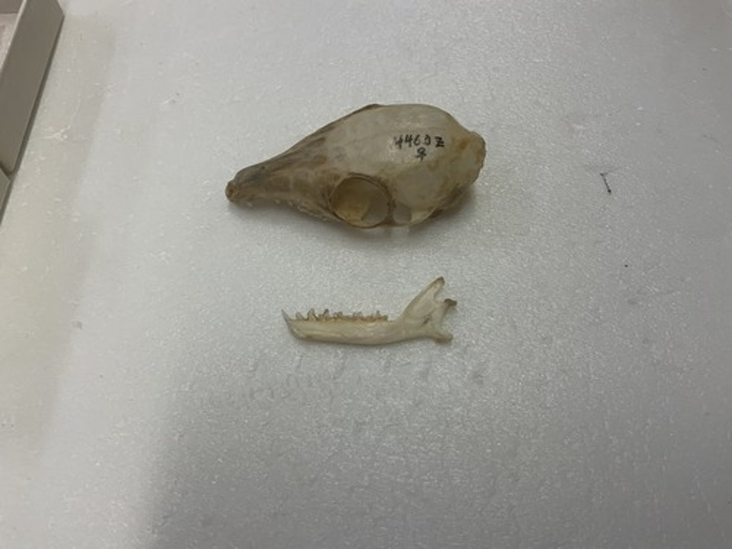 <p>Family, Order, Infraclass, Subclass</p><p>-sideways facing eyes</p><p>-narrow rostrum, smooth cranium</p><p>-hole in zygomatic arch</p>