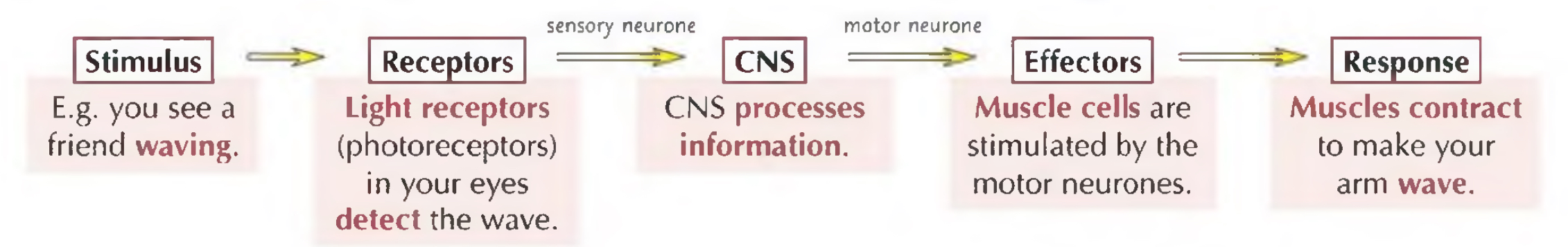 <ol><li><p>stimulus is detected by receptor cells & electrical impulse is sent along a sensory neuron</p></li><li><p>when electrical impulse reaches end of the neuron, chemicals called neurotransmitters take info across to next neuron, sends electrical impulse</p></li><li><p>CNS processes the info & sends impulses along motor neurons to an effector</p></li></ol><p></p>