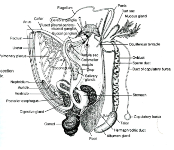 <p>Phylum Mollusca: Gastropoda Excretory System</p>