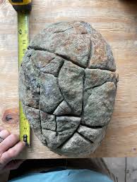 <p>Pseudofossils</p>