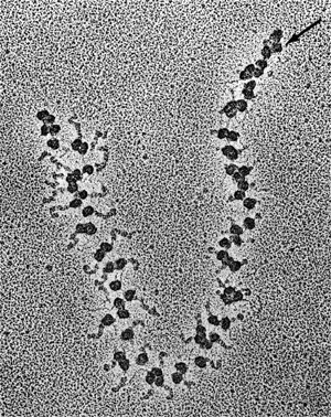 <p>Many ribosomes attached to the same mRNA to create several copies of the same polypeptide chain simultaneously</p>