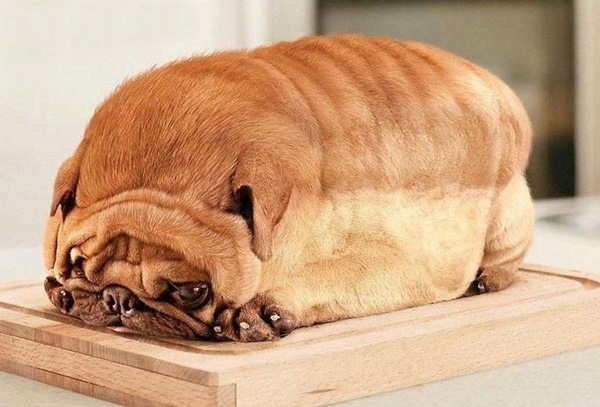<p>obesity(n)</p>