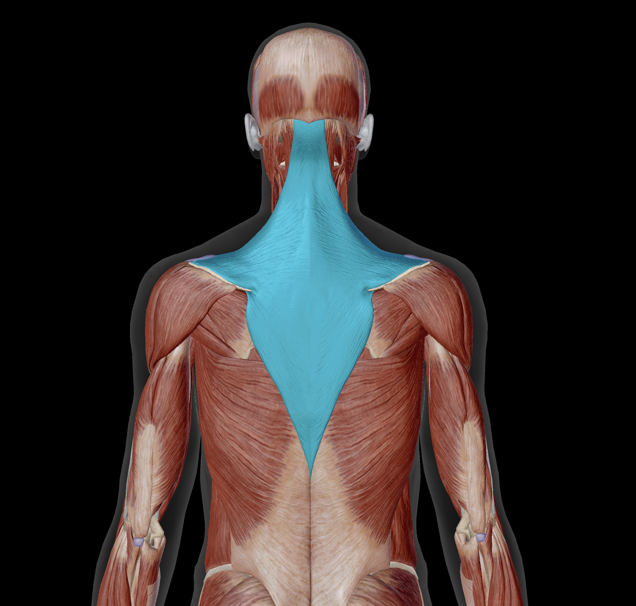 <p>distal attachments?</p>