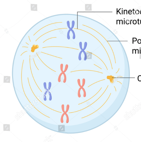 <p>prometaphase</p>