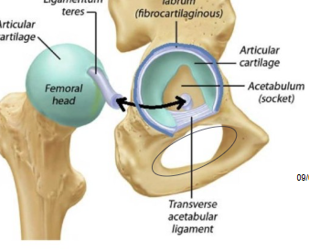 <p>anchors head of femur, making up for the horseshoe shape of the acetabulum and maintaining stability at the joint</p><p>in children has its own artery // in adulthood regresses to a ligament </p>