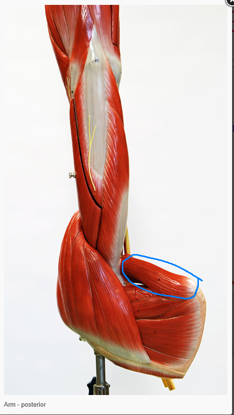 <p>What is the function of the muscle circled&nbsp;</p>
