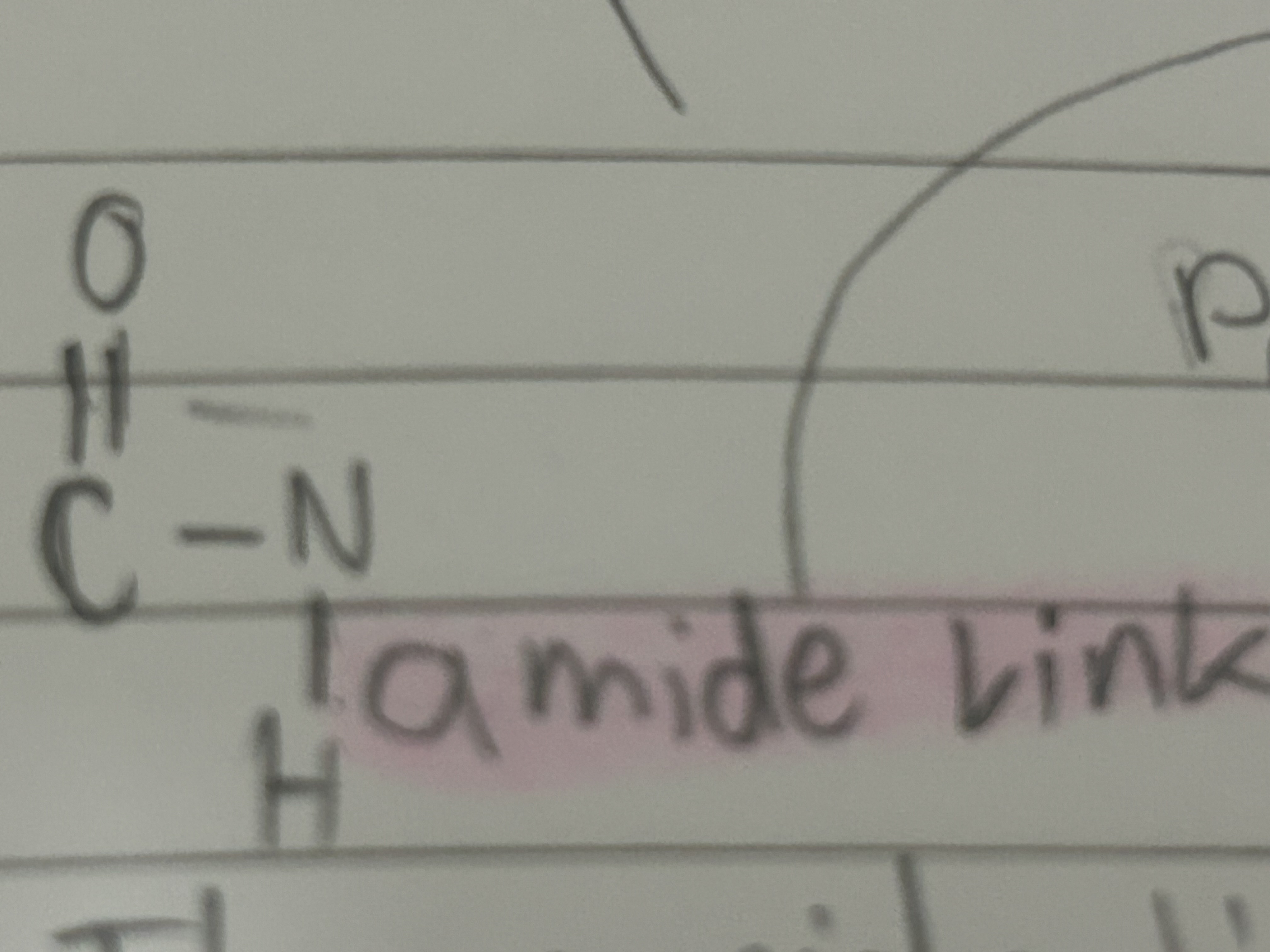 <p>The same link that joins amino acids to make proteins</p>