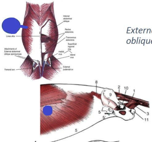 <p>fibers run caudoventrally, abdominal muscle</p><p>Origin: last 9-10 ribs and thoracolumbar fascia</p><p>Insertion: linea alba via aponeurosis</p>