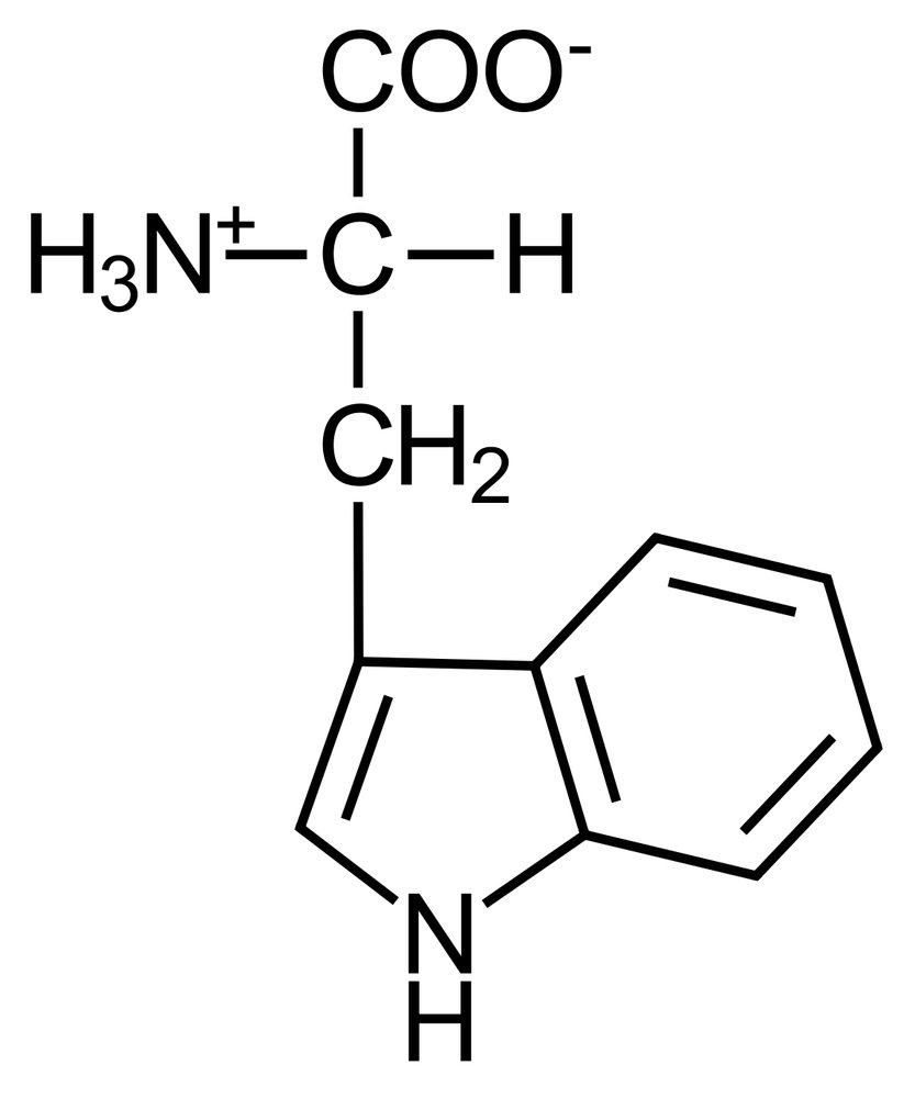 <p>E. Tryptophan</p>