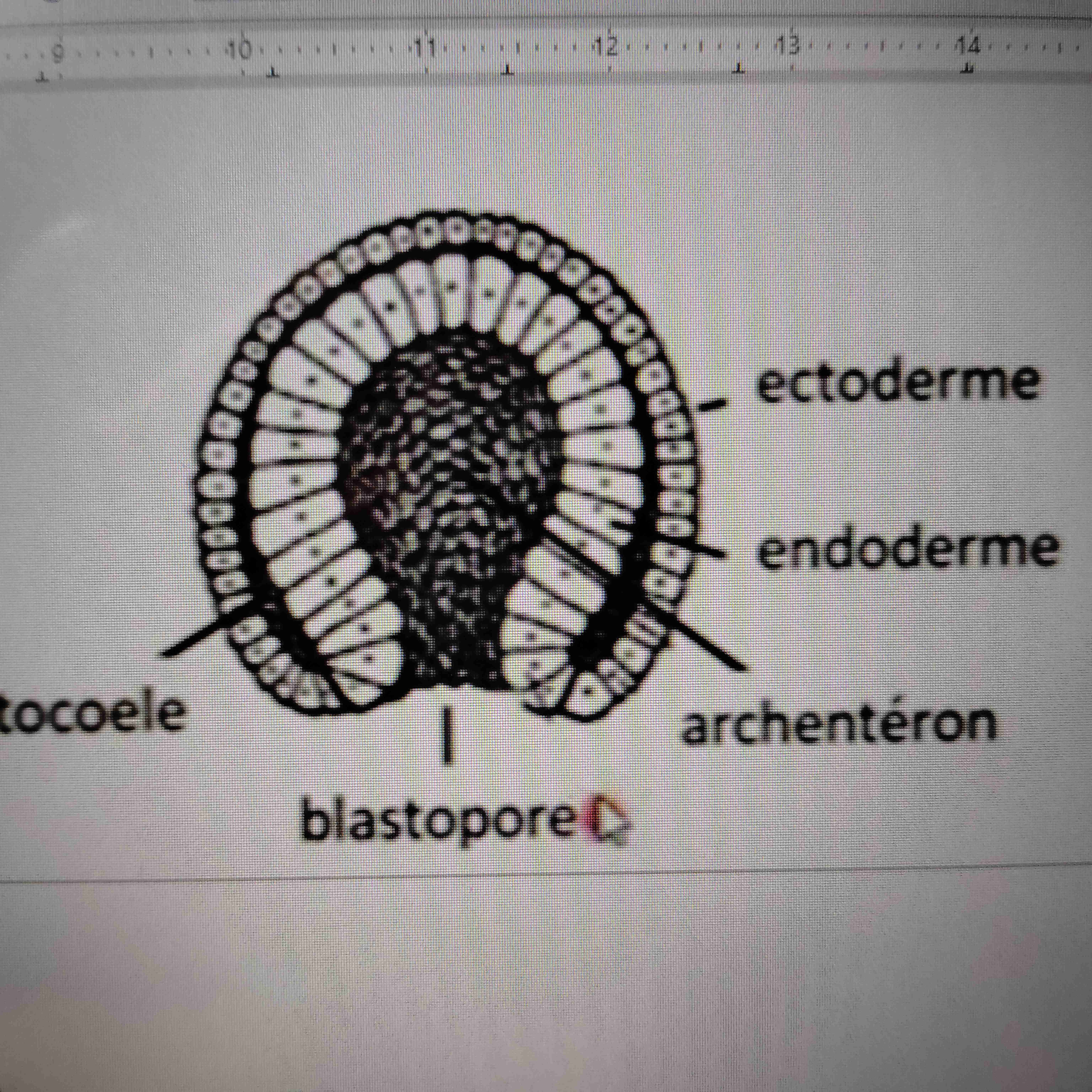 <p>Sac à double paroi</p><ul><li><p>Ectoderme (ext)</p></li><li><p>endoderme (int)</p></li><li><p>Archantéron</p></li><li><p>b<span style="color: var(--color-neutral-black)">lastopore</span></p></li></ul>