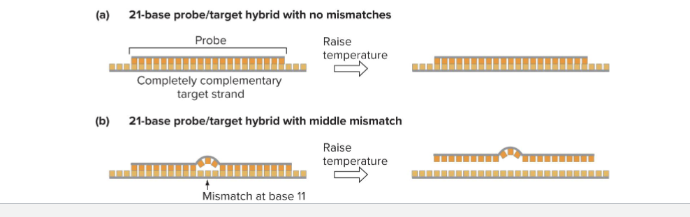 <ul><li><p>Hybridization of short (&lt;40 bases0 oligonucleotides to sample (target) DNAs (allele-specific hybridization)</p><ul><li><p>If no mismatch between probe and target, hybrid will be stable at high temperature</p></li><li><p>If mismatch between probe and target, hybrid will NOT be stable at high temperature</p></li></ul></li></ul><p></p>