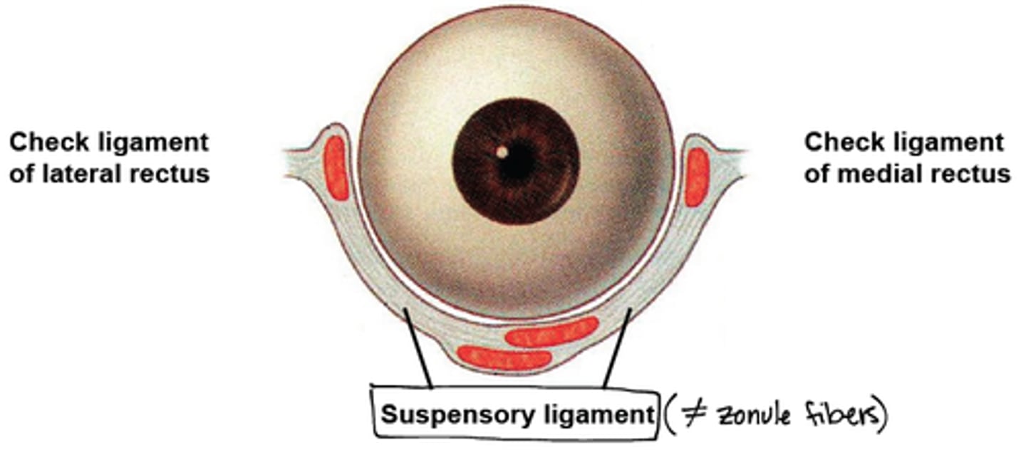 <p>- transverse dense connective tissue that is an expansion of the sheath of the lateral rectus</p><p>- attaches to zygomatic bone</p><p>- prevents overaction of lateral rectus</p>